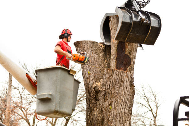 Best Tree Maintenance Programs  in Crab Orchard, WV